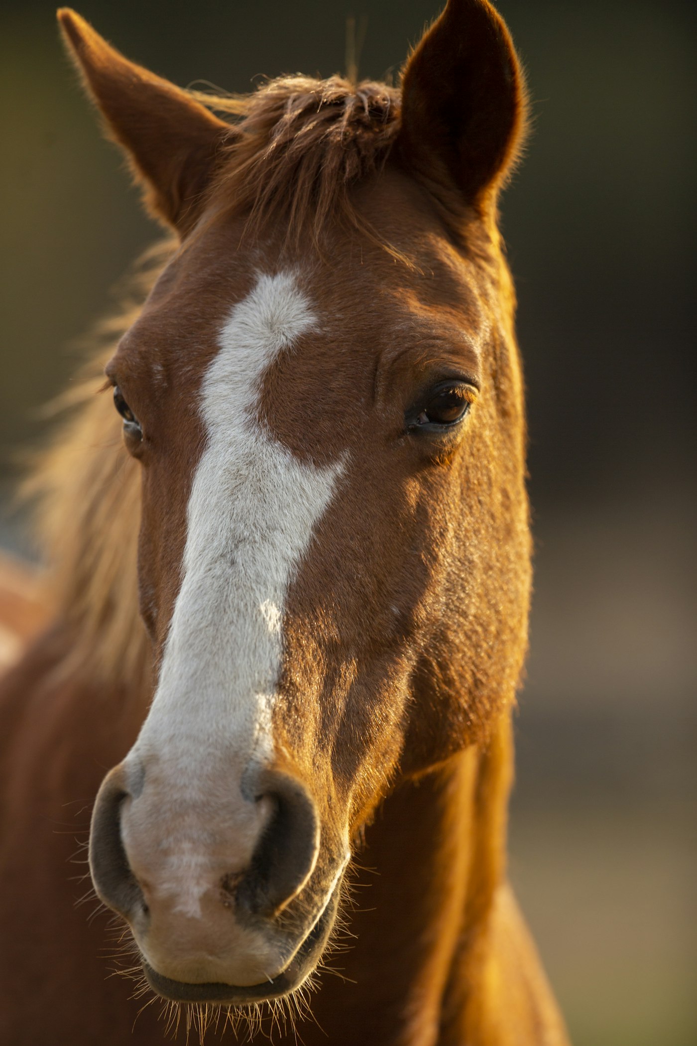 Pferd im weichen Morgenlicht